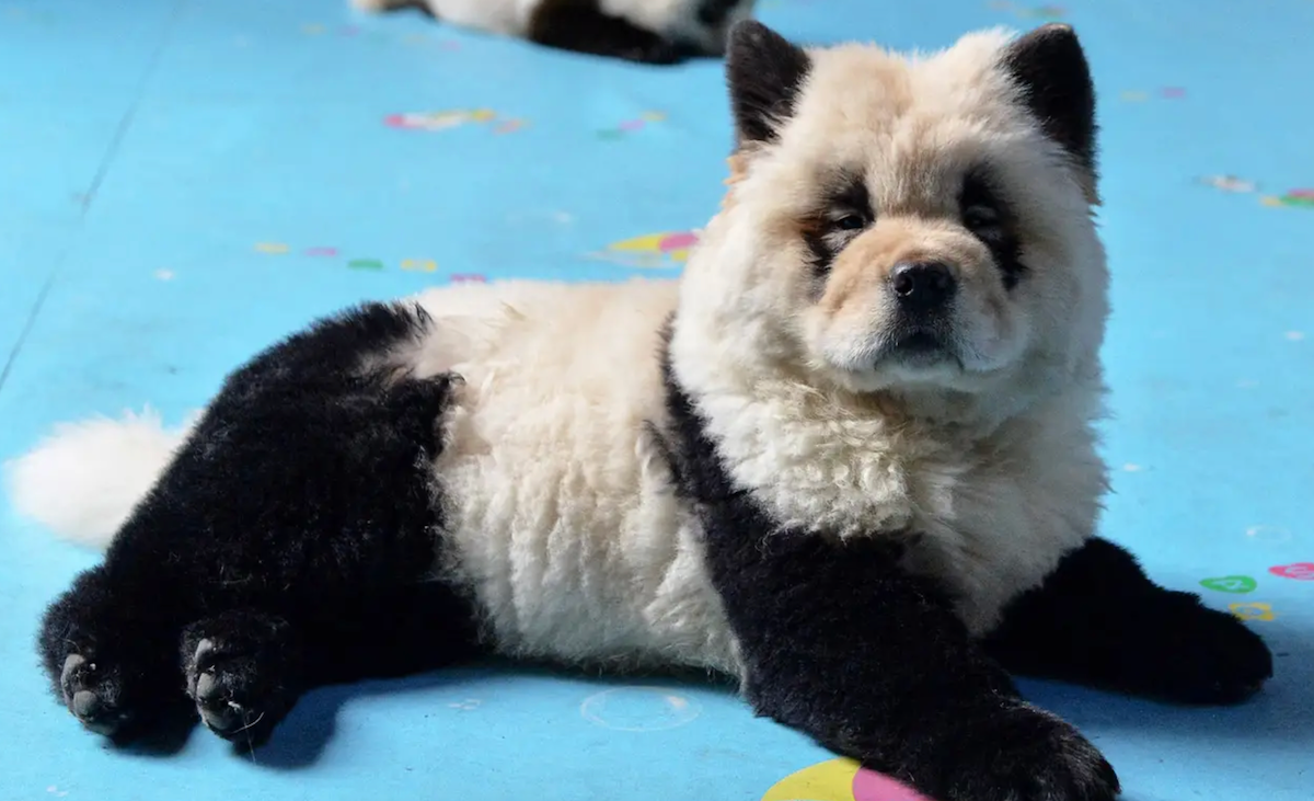 Panda-monium at the Zoo: Dog Dyed to Resemble Panda Cubs Spark Outrage 